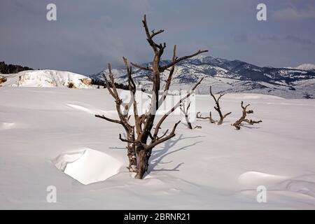 WY04602-00...WYOMING - Snow covered Main Terrace at Mammoth Hot Spring in Yellowstone National Park. Stock Photo