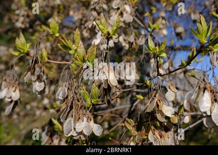 Early spring - new leaves appear on a maple (Acer spp.) tree branch between the enormous number of last year's dry helicopters (samara). Stock Photo