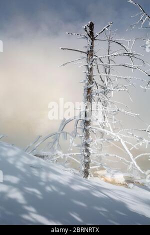 WY04615-00....WYOMING - Ice covered trees in the fog along the sides of the colorful Canary Spring in Yellowstone National Park. Stock Photo