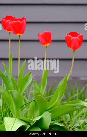 Gorgeous bright red tulips accented against gray (pewter) vinyl siding in a local Glebe garden on a spring afternoon in Ottawa, Ontario, Canada. Stock Photo