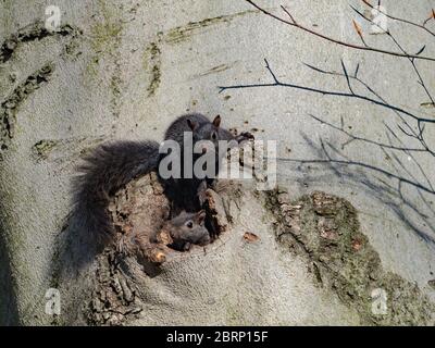 The eastern gray squirrel, Sciurus carolinensis, has a all black phase and is common in the forests of Ohio, USA Stock Photo
