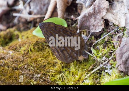 Edible morel fungi on woodland floor for wild food foraging Stock Photo