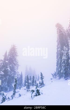 snow covered a tree in winter season with sunset light with the fog in the sky. Stock Photo