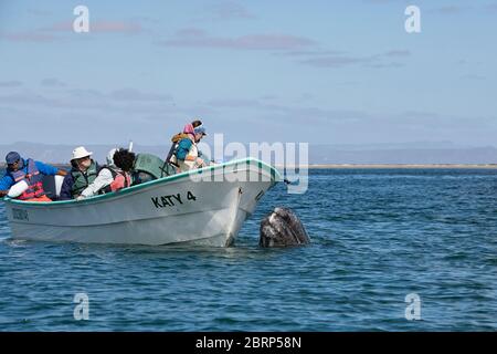 friendly gray whale calf, Eschrichtius robustus, spyhops next to a whale-watching tour boat, San Ignacio Lagoon, El Vizcaino Reserve, Baja, Mexico Stock Photo