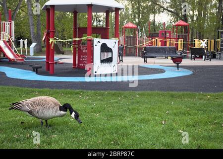 Coronavirus lockdown: Canada Goose grazing on grass is the only occupant of a city park playground closed to prevent the spread of COVID 19 Stock Photo