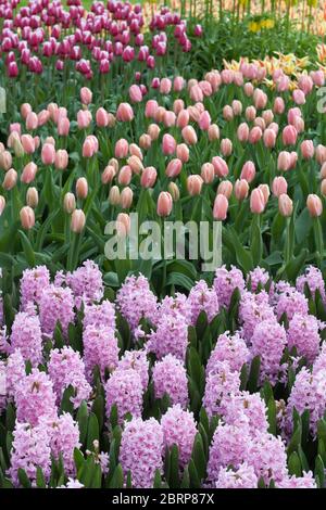 Hyacinth 'Pink Surprise', Triumph Tulips 'Sugar Love' and 'Stargazer' in Keukenhof gardens, Netherlands (Hyacinthus orientalis, Tulipa spp) Stock Photo