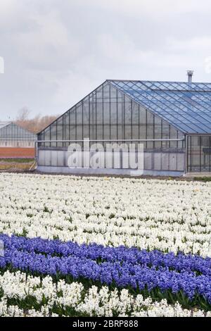 Rows of purple and white hyacinths in bloom and greenhouses on South Holland province farm, The Netherlands Stock Photo