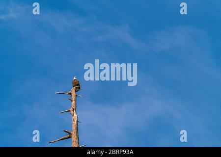 one eagle on the top of the tree against the  blue sky. Stock Photo