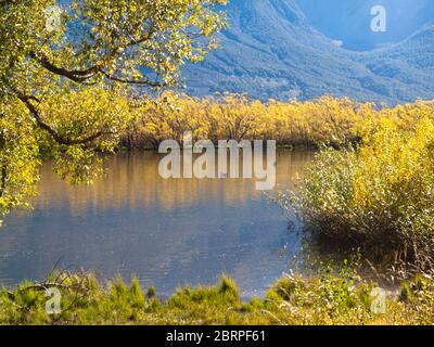 Autumn colours and Black swans (Cygnus atratus), Glenorchy Lagoon., Otago, South Island, New Zealand Stock Photo