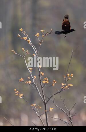 Red winged Blackbird in flight Stock Photo - Alamy