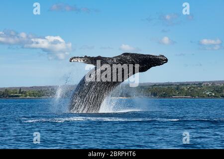 humpback whale, Megaptera novaeangliae, breaching, Kihei, Maui, Hawaii, Hawaii Humpback Whale National Marine Sanctuary, USA ( Central Pacific Ocean ) Stock Photo