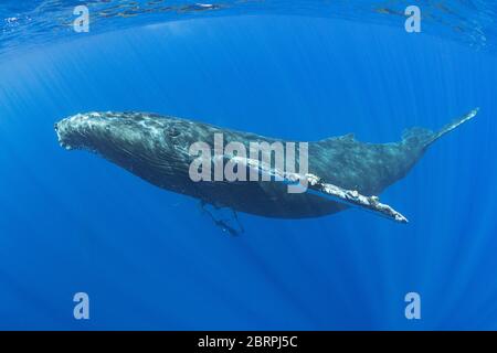 humpback whale, Megaptera novaeangliae,  Maui, Hawaii, Hawaii Humpback Whale National Marine Sanctuary, USA ( Central Pacific Ocean ) Stock Photo