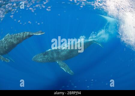 humpback whales, Megaptera novaeangliae, female in foreground, with escort following below; escort is blowing bubbles, an aggressive display, Hawaii Stock Photo