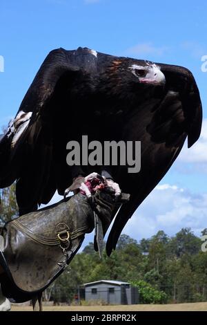Portrait of a Wedge-Tailed Eagle with a rectangular Body Stock Photo
