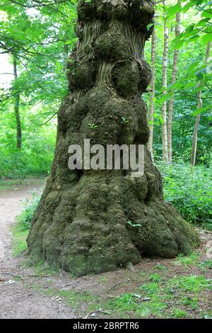 wood, wood grain, woodland, woodlands, woods, wood grains Stock Photo ...