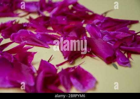 Pink colored peony petals texture on yellow background.  Burgundy peonies, flat lay, floral wedding, valentine's day backdrop concept, full frame Stock Photo