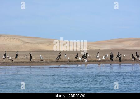 Bird life and sand dunes seen from a panga boat tour to view gray whales at Magdalena bay, Baja California Sur, Mexico. Stock Photo