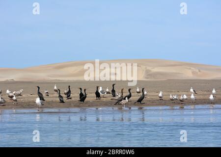 Bird life and sand dunes seen from a panga boat tour to view gray whales at Magdalena bay, Baja California Sur, Mexico. Stock Photo