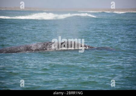 Gray whale seen in the Pacific Ocean from a panga boat tour in  Magdalena Bay, Baja California Sur, Mexico. Stock Photo