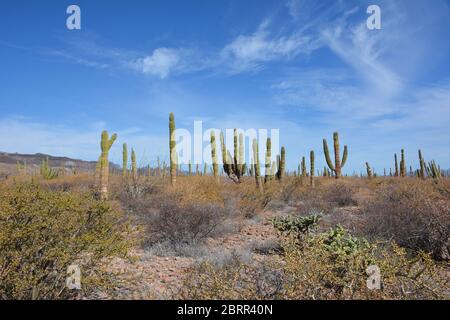 Tall wild Mexican cardon cactus plants seen growing in scrubland on a remote stretch of coast south of Loreto, Baja California Sur, Mexico. Stock Photo