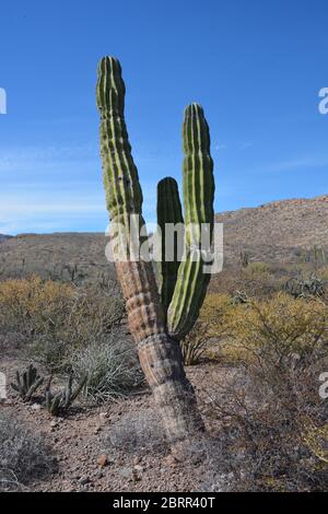 Tall wild Mexican cardon cactus plants seen growing in scrubland on a remote stretch of coast south of Loreto, Baja California Sur, Mexico. Stock Photo