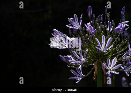 Close up of a sunlit blooming blue flower cluster of an Agapanthus against a dark background; flower is on right side, copy space on left.  Green stem