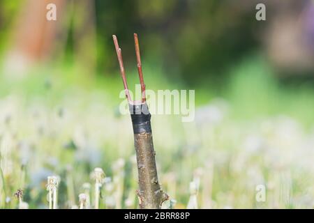 apple trees renovation by the grafting Stock Photo