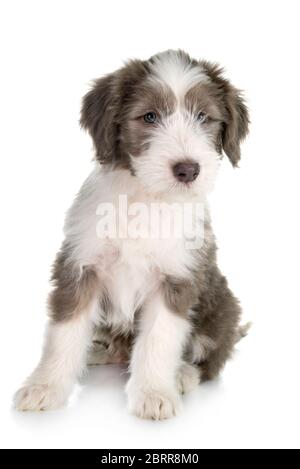 puppy bearded collie in front of white background Stock Photo