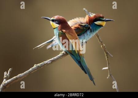 Close-up of two European bee-eater birds (Merops apiaster) perched on a twig. Stock Photo