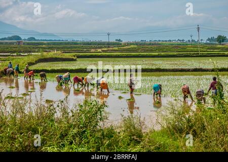 Tamil Nadu, India - December 14, 2013. Farm laborers planting rice in paddies in rural Tamil Nadu. Stock Photo