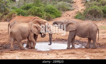 Three young elephants drinking at the Marion Baree Water Hole in Addo Elephant National Park, South Africa. Stock Photo