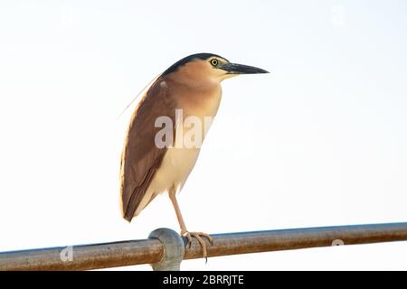 Nankeen night heron on a metal rail isolated against white background Stock Photo