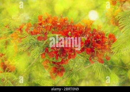 Closeup of a tropical tree branch with bright red flowers. Defocused background in sun glare bokeh Stock Photo