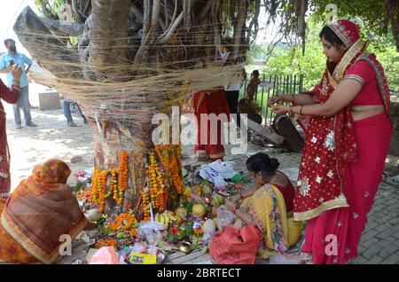 Prayagraj, Uttar Pradesh, India. 22nd May, 2020. Prayagraj: Woman performs rituals on a 'Banyan' tree on the occasion of 'Vat Savitri Puja', during the ongoing COVID-19 nationwide lockdown, in Ranchi, Friday, May 22, 2020. Vat Savitri Vrat is observed by all married women for the well-being and long life of their husband. Credit: Prabhat Kumar Verma/ZUMA Wire/Alamy Live News Stock Photo