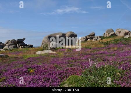 Heather and rock on the pink granite coast in Brittany Stock Photo