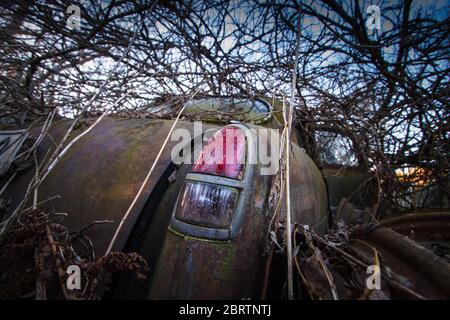 Old car wreck in the wood with red tail light Stock Photo