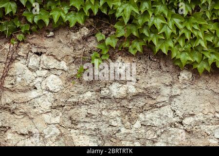 Grunge rustic concrete wall with green ivy climbing on it with copy space Stock Photo