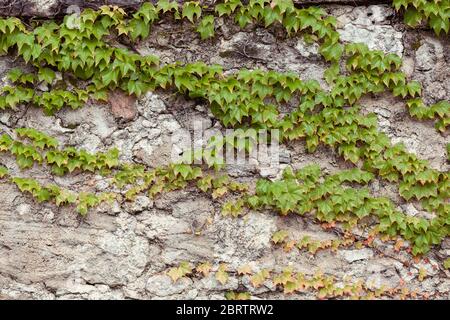 Grunge rustic concrete wall with green ivy climbing on it. High resolution in details Stock Photo