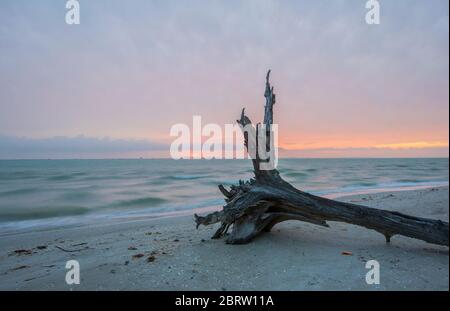 Dead tree on beach in Sanibel Island Florida Stock Photo