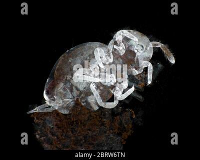 Dead collembola (springtail) in a sample of outdoor dirty water, dark field micrograph Stock Photo