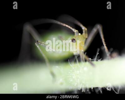 Green aphid feeding on a plant, photo under the microscope Stock Photo