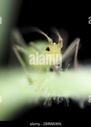 Green aphid feeding on a plant, photo under the microscope Stock Photo
