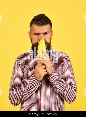 Guy shows his harvest. Farmer with suspicious face smells yellow corn. Man with beard holds corn cob isolated on yellow background. Agriculture and fall crops concept Stock Photo
