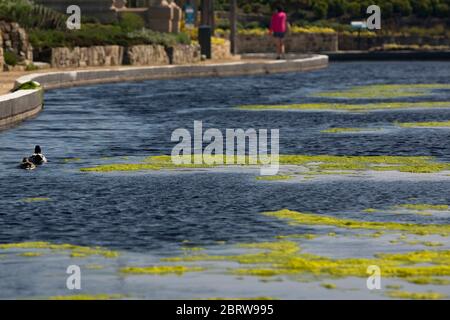 20th May 2020. Great Yarmouth. Restored boating lake at Great Yarmouth becoming blanketed in green algae, a common occurrence on lakes and ponds particularly when there is little movement. Like so many attractions at resorts around the country the Boating Lake will remain closed for the Spring Bank Holiday. Stock Photo