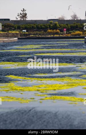 20th May 2020. Great Yarmouth. Restored boating lake at Great Yarmouth becoming blanketed in green algae, a common occurrence on lakes and ponds particularly when there is little movement. Like so many attractions at resorts around the country the Boating Lake will remain closed for the Spring Bank Holiday. Stock Photo