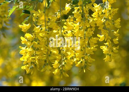 May 21, 2020, Schleswig-Holstein, Schleswig: The bleeding of a laburnum in a garden in Schleswig. Order: Butterfly-like (Fabales), Family: Legume (Fabaceae), Subfamily: Butterfly (Faboideae), Genus: Laburnum | usage worldwide Stock Photo