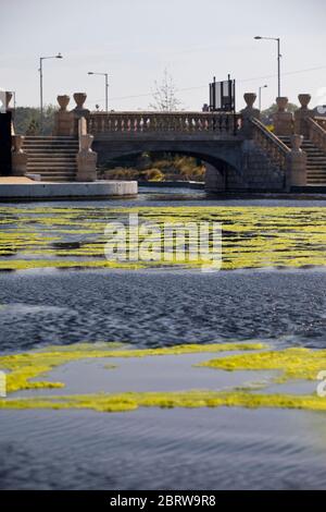 20th May 2020. Great Yarmouth. Restored boating lake at Great Yarmouth becoming blanketed in green algae, a common occurrence on lakes and ponds particularly when there is little movement. Like so many attractions at resorts around the country the Boating Lake will remain closed for the Spring Bank Holiday. Stock Photo