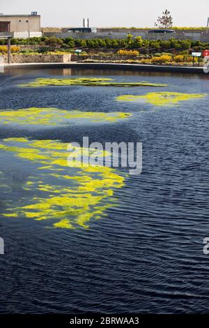 20th May 2020. Great Yarmouth. Restored boating lake at Great Yarmouth becoming blanketed in green algae, a common occurrence on lakes and ponds particularly when there is little movement. Like so many attractions at resorts around the country the Boating Lake will remain closed for the Spring Bank Holiday. Stock Photo