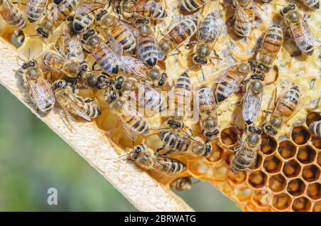 honey bees on honeycomb in apiary in the summertime Stock Photo