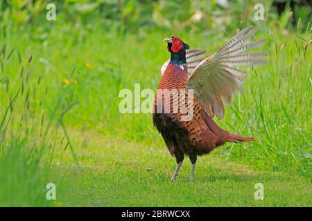 Male Common Pheasant displaying in a garden Forest of Dean UK Stock Photo